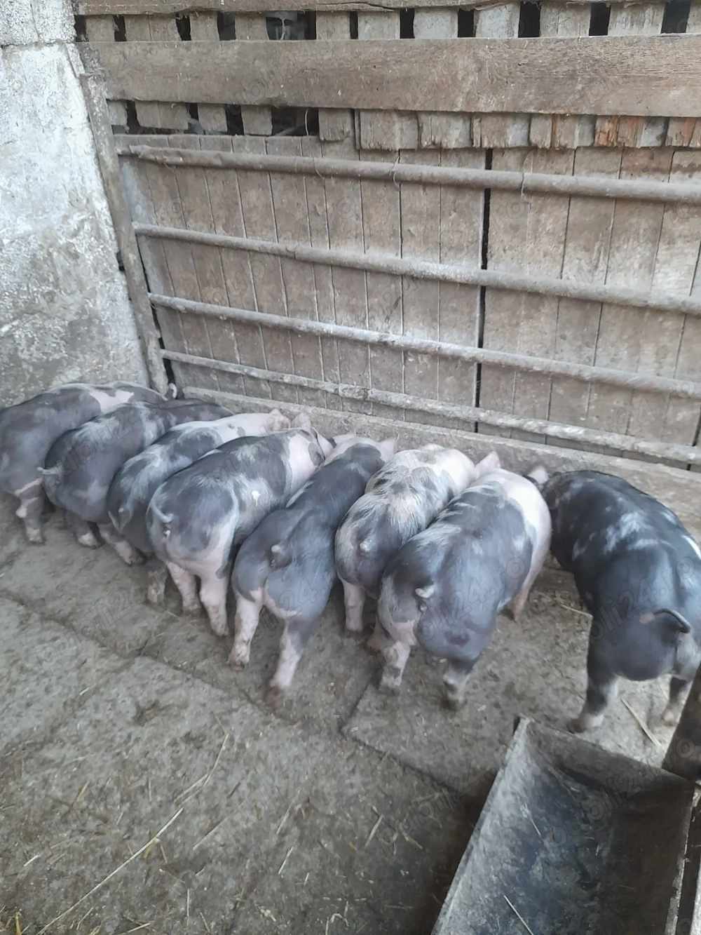 Vând purcei de 7 săptămâni 