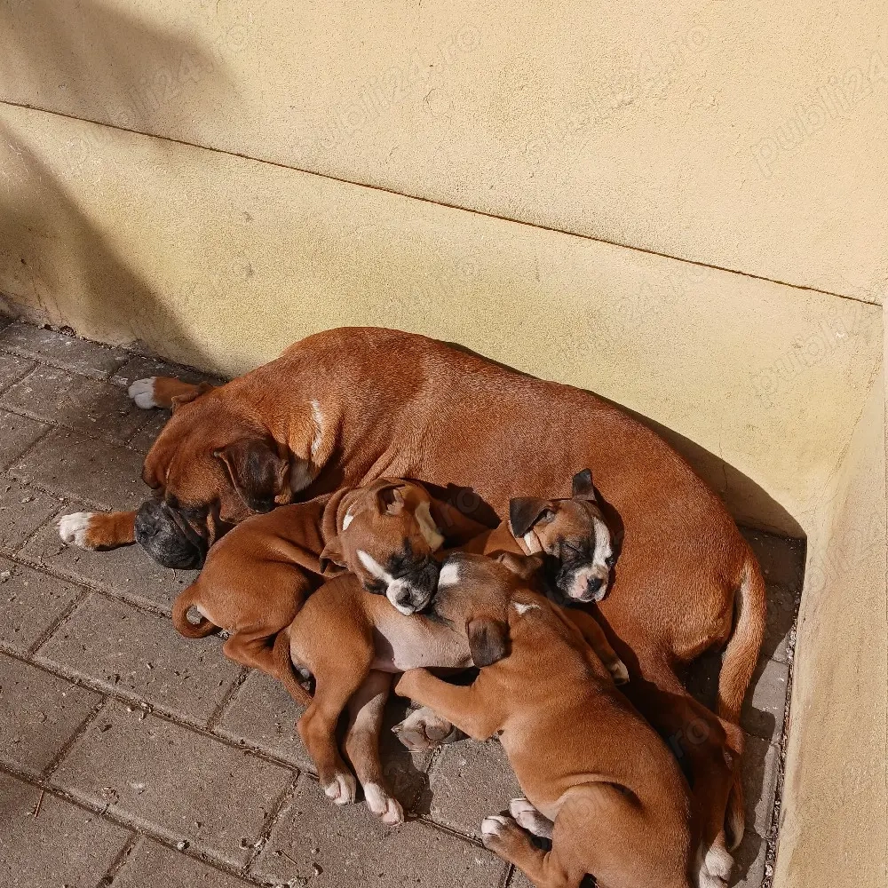  Căței Boxer German