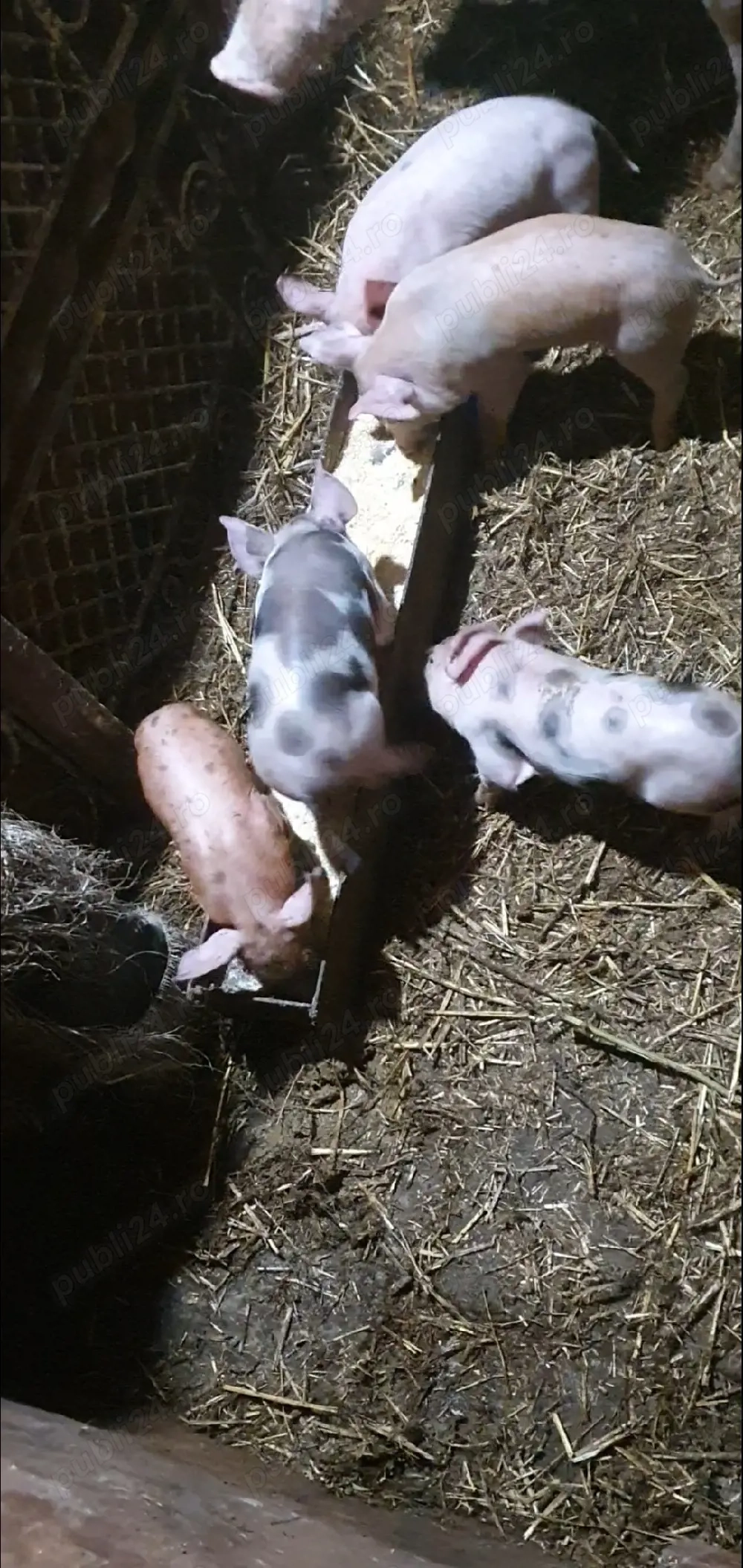 purcelusi de vinzare 