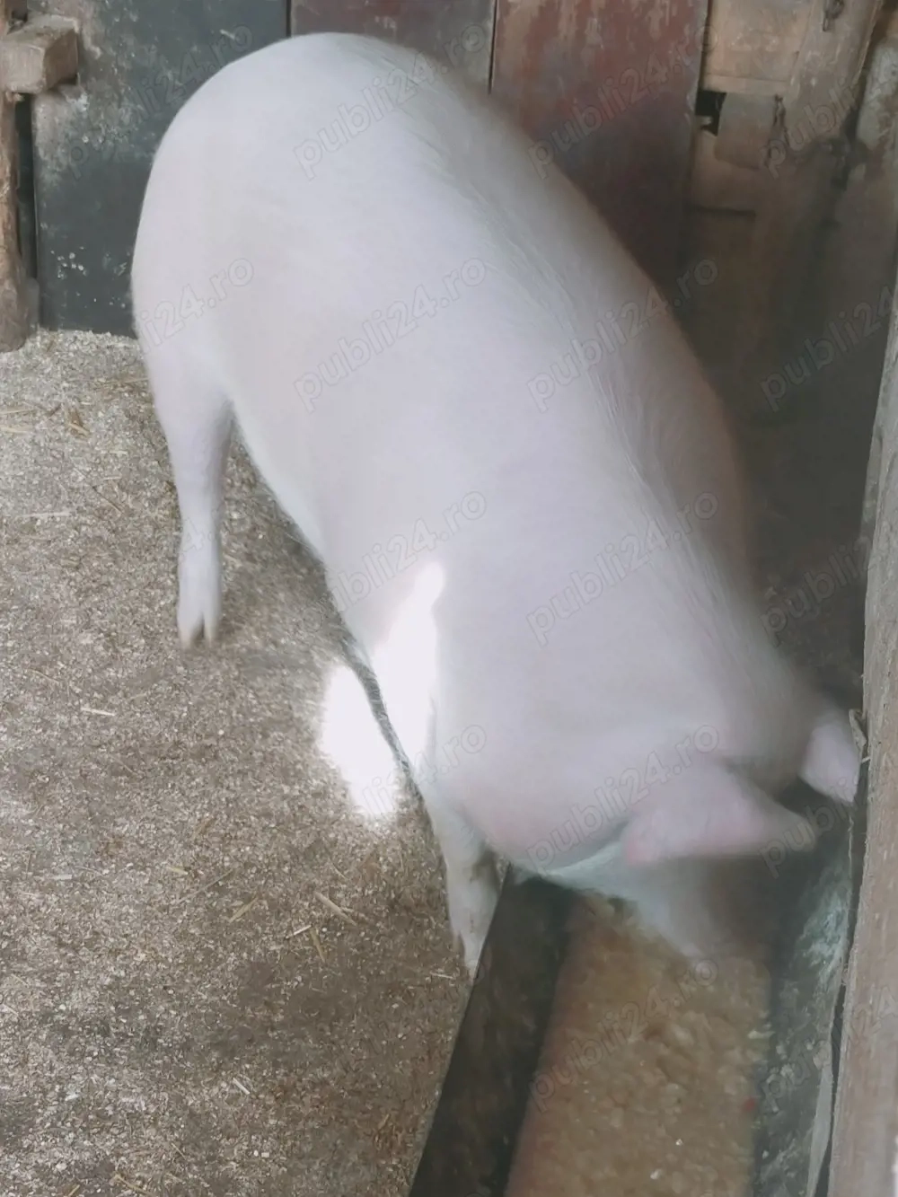 Scrofiță de vânzare 