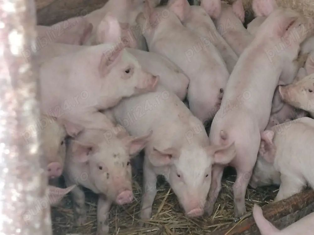 Vând purcei marele alb