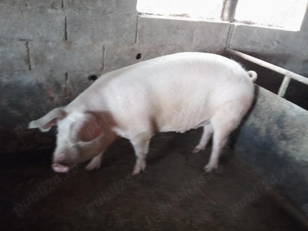 Porc Marele Alb 170kg