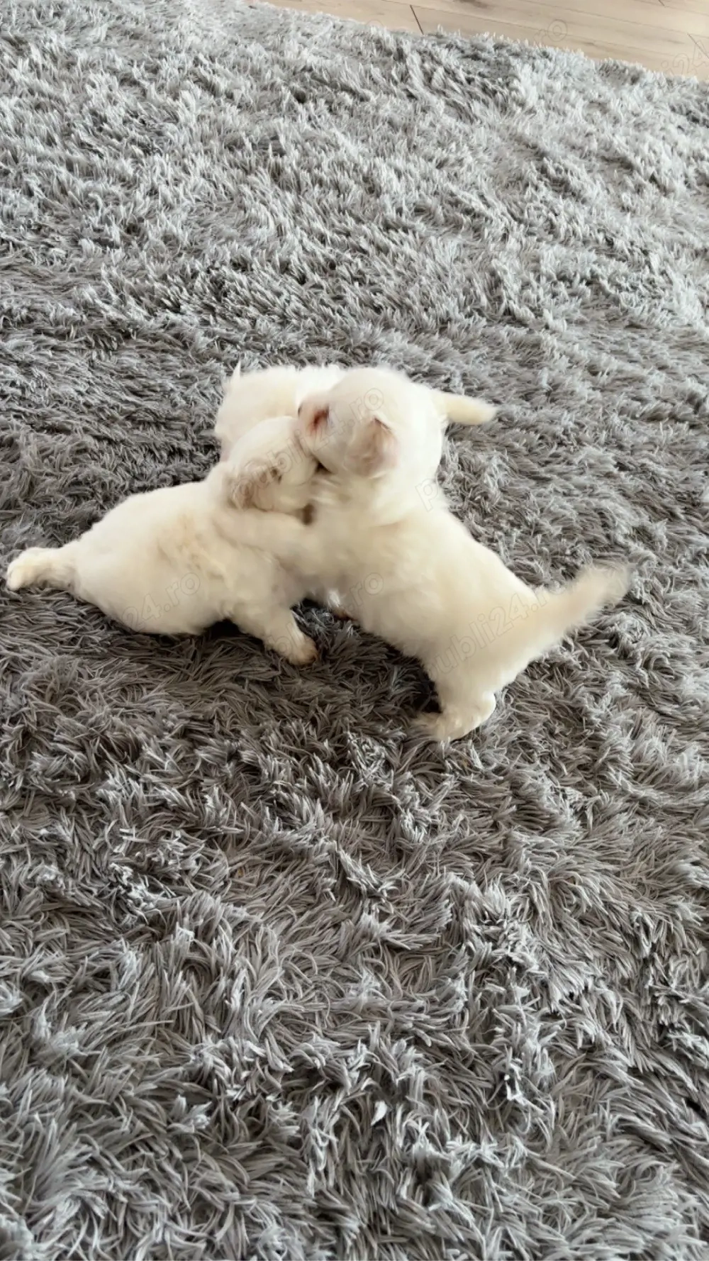 Pui Bichon Maltez