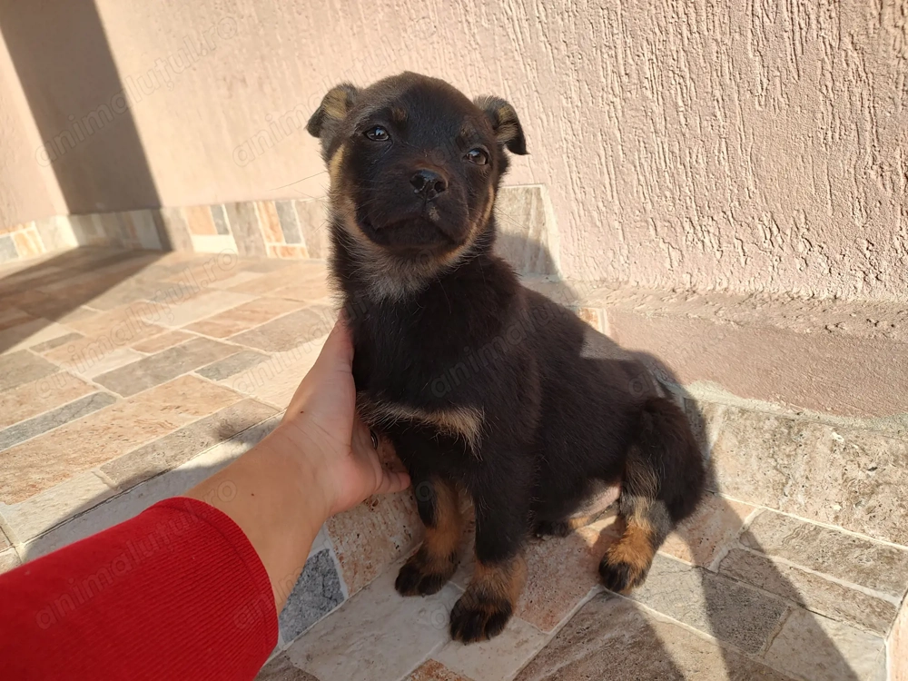 Donez catelusi jucausi