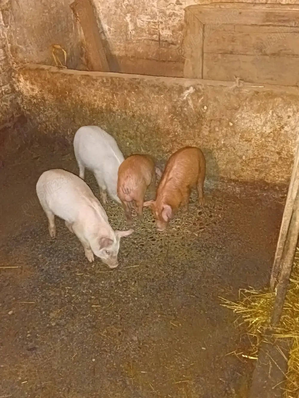 10 SĂPTĂMÂNI 300 lei bucata 4 mascuri 