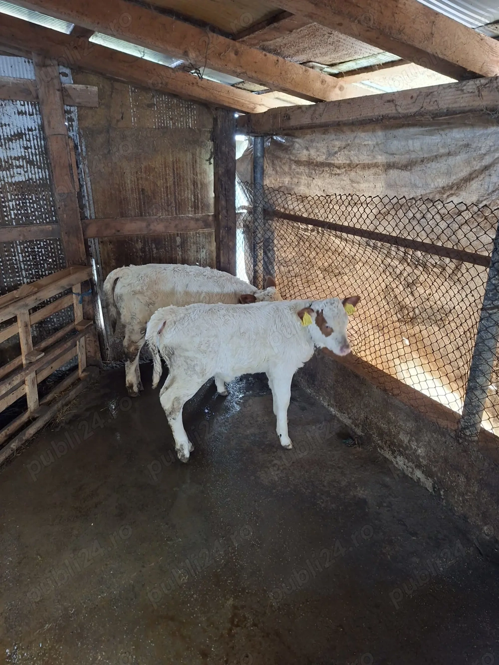 Vitea si tauras baltati