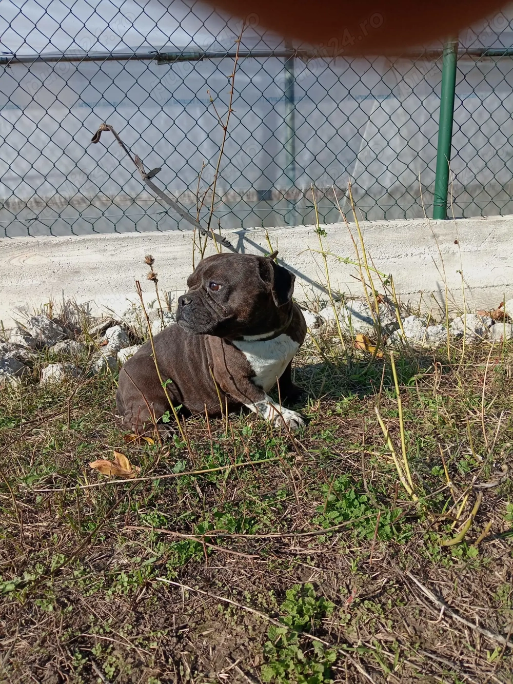 American Bully micro 