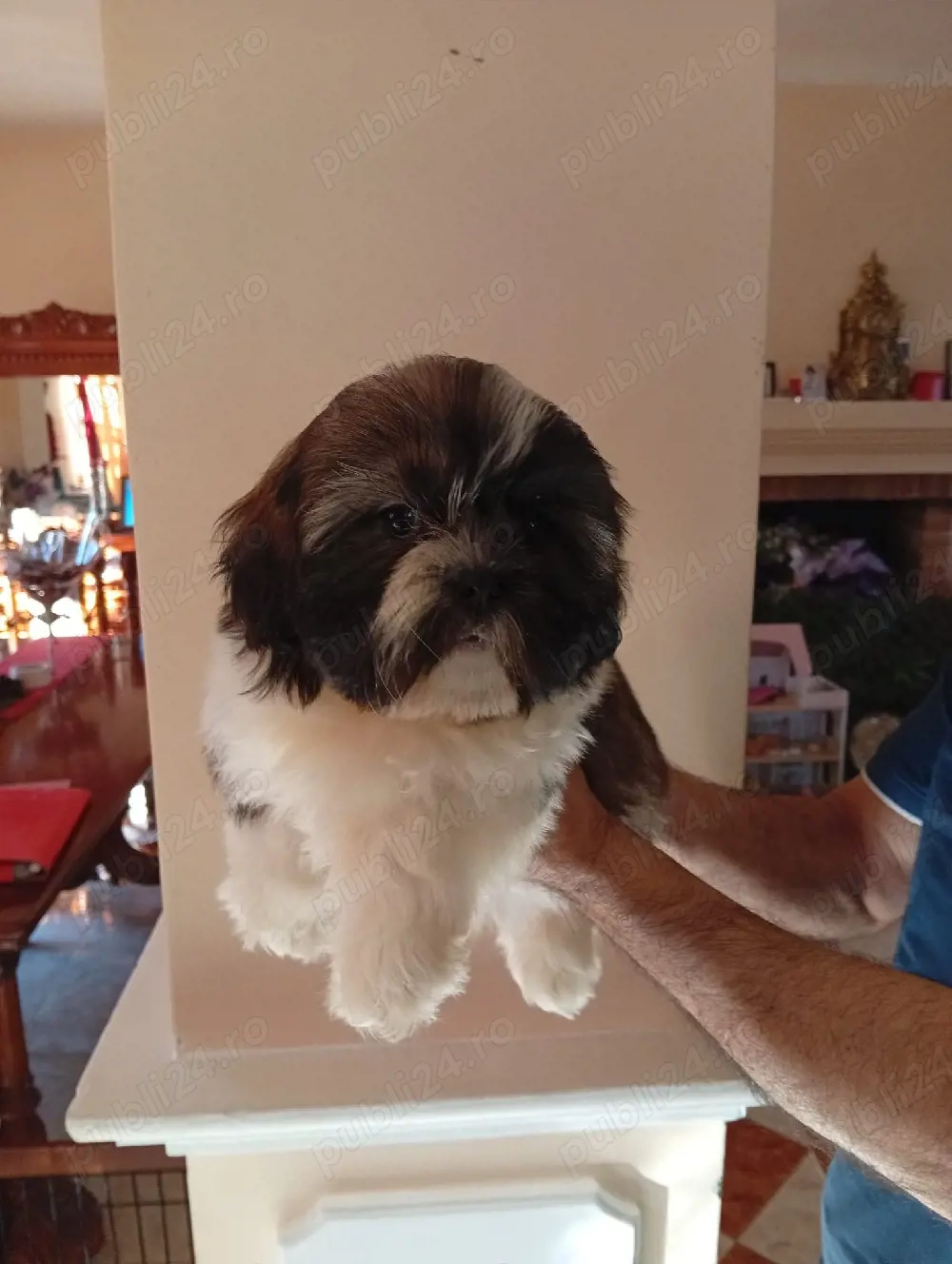 Shih tzu  fetite și băieței 