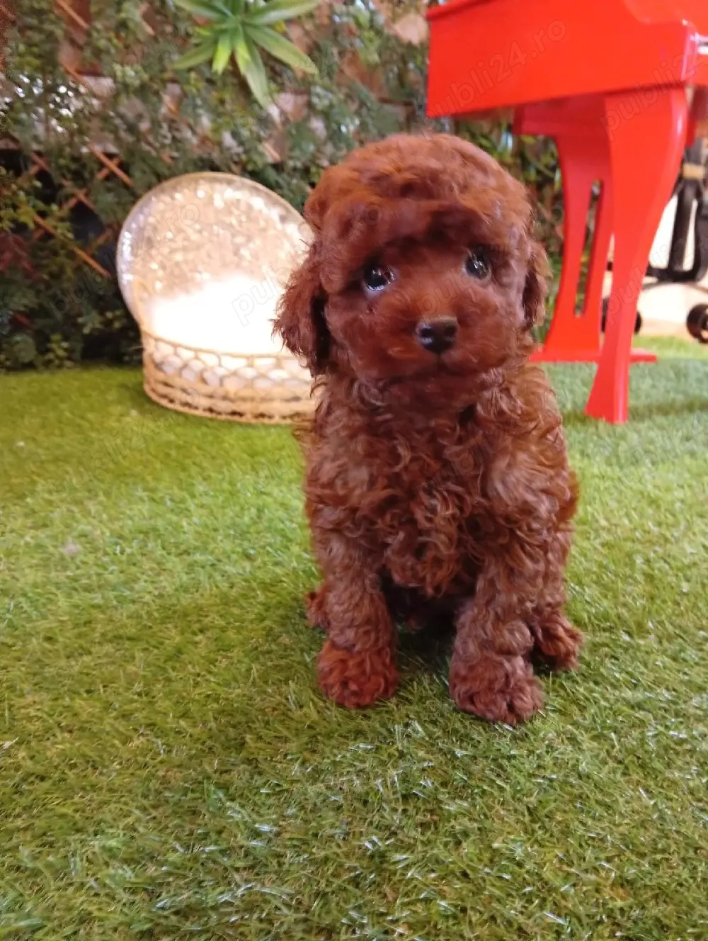 Pudel mini toy Tea cup 