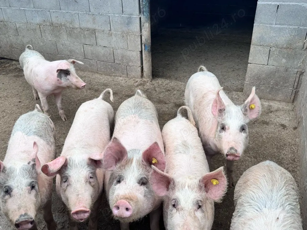 Porci de vanzare 