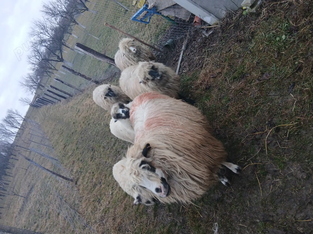 Vând oi mari și noatine