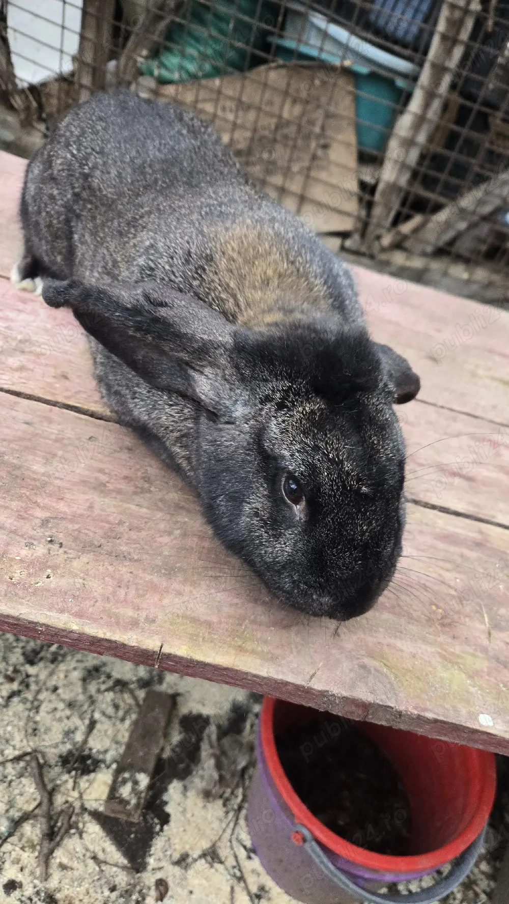 vand iepuroi belgian 