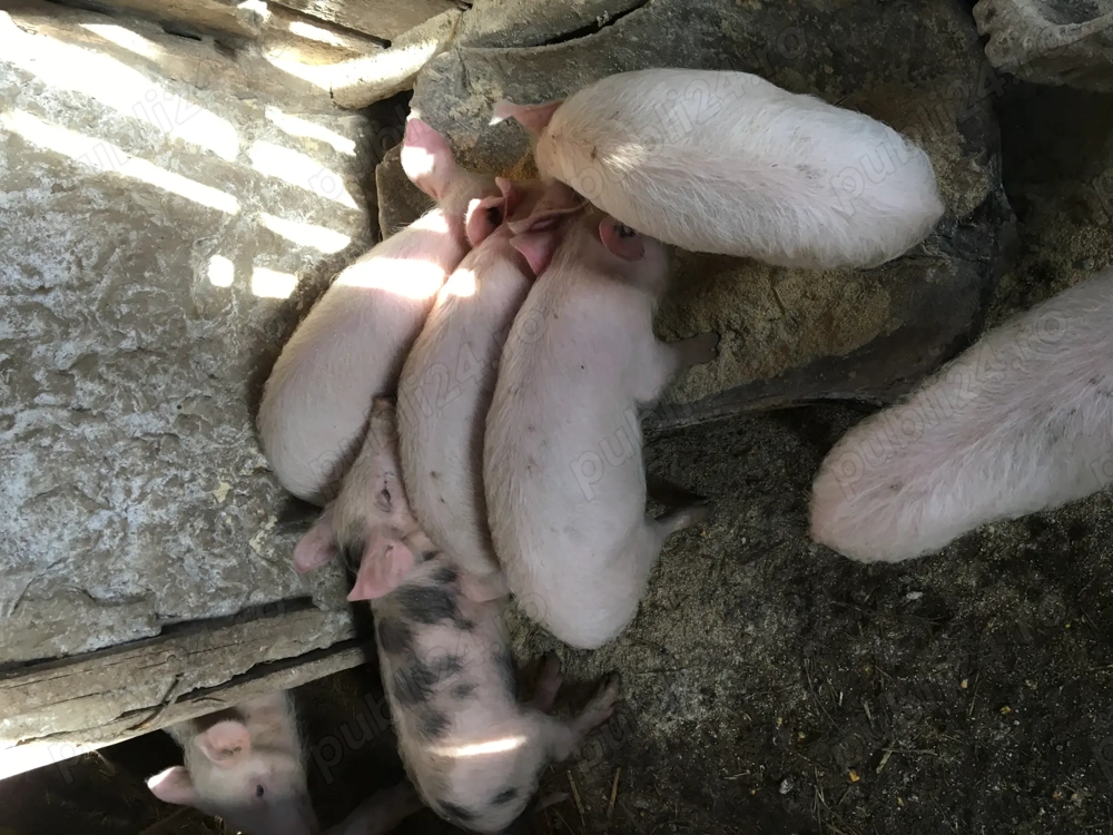 Purcei de vânzare   rasă mixtă Duroc   Landrace   4 luni