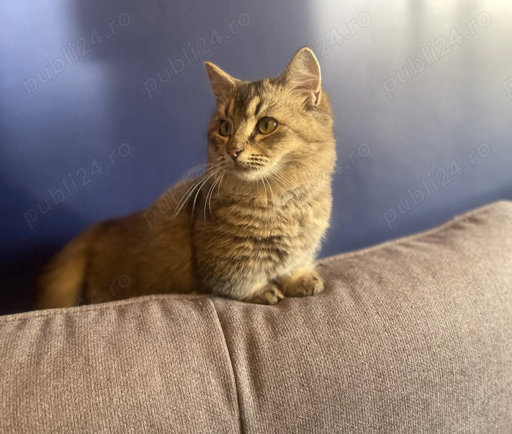 Pui pisica cu pedigree rasa Munchkin cu picioare scurte 