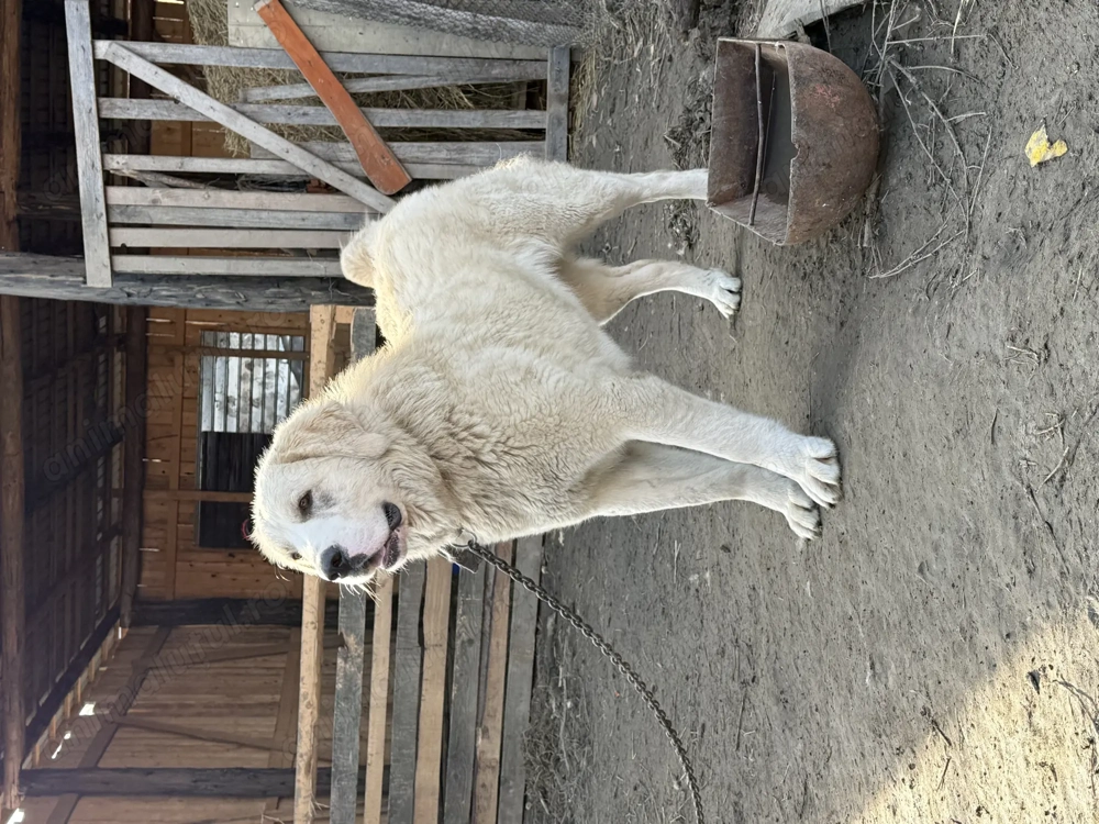 Femelă Asia centrală 