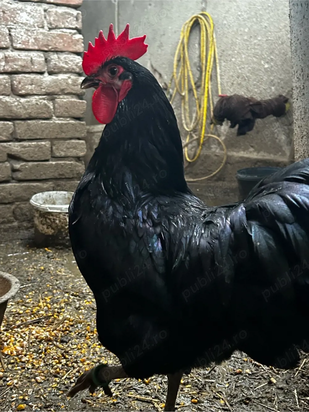 Cocoș Australorp 