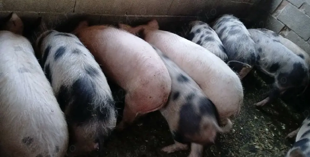 Purcei și șoldani de vânzare 