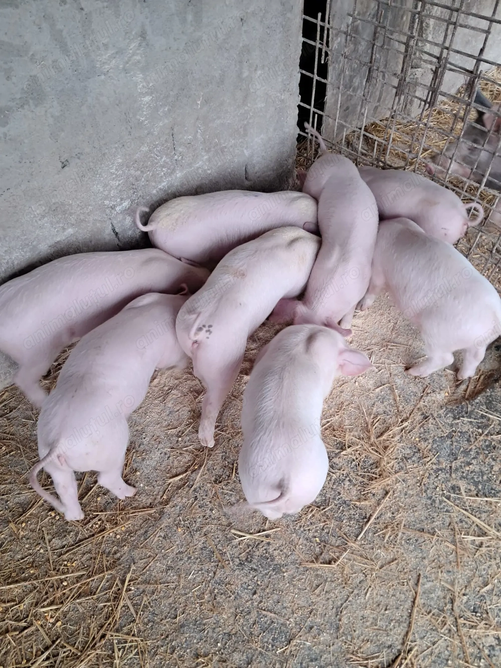 Purcei landrace de vinzare