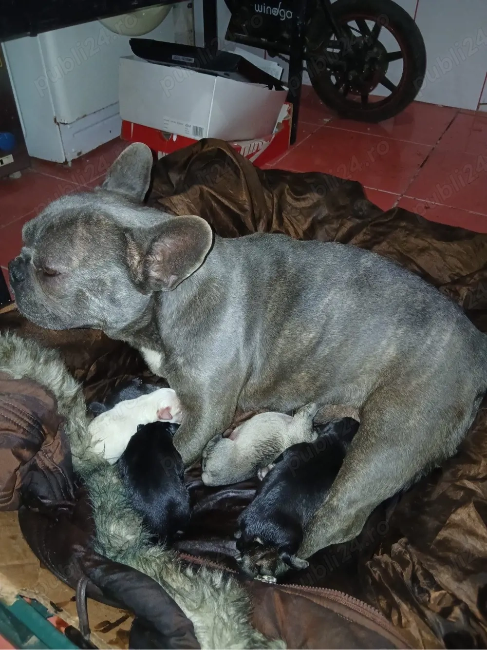 vand pui mama buldog francez tatal kongel