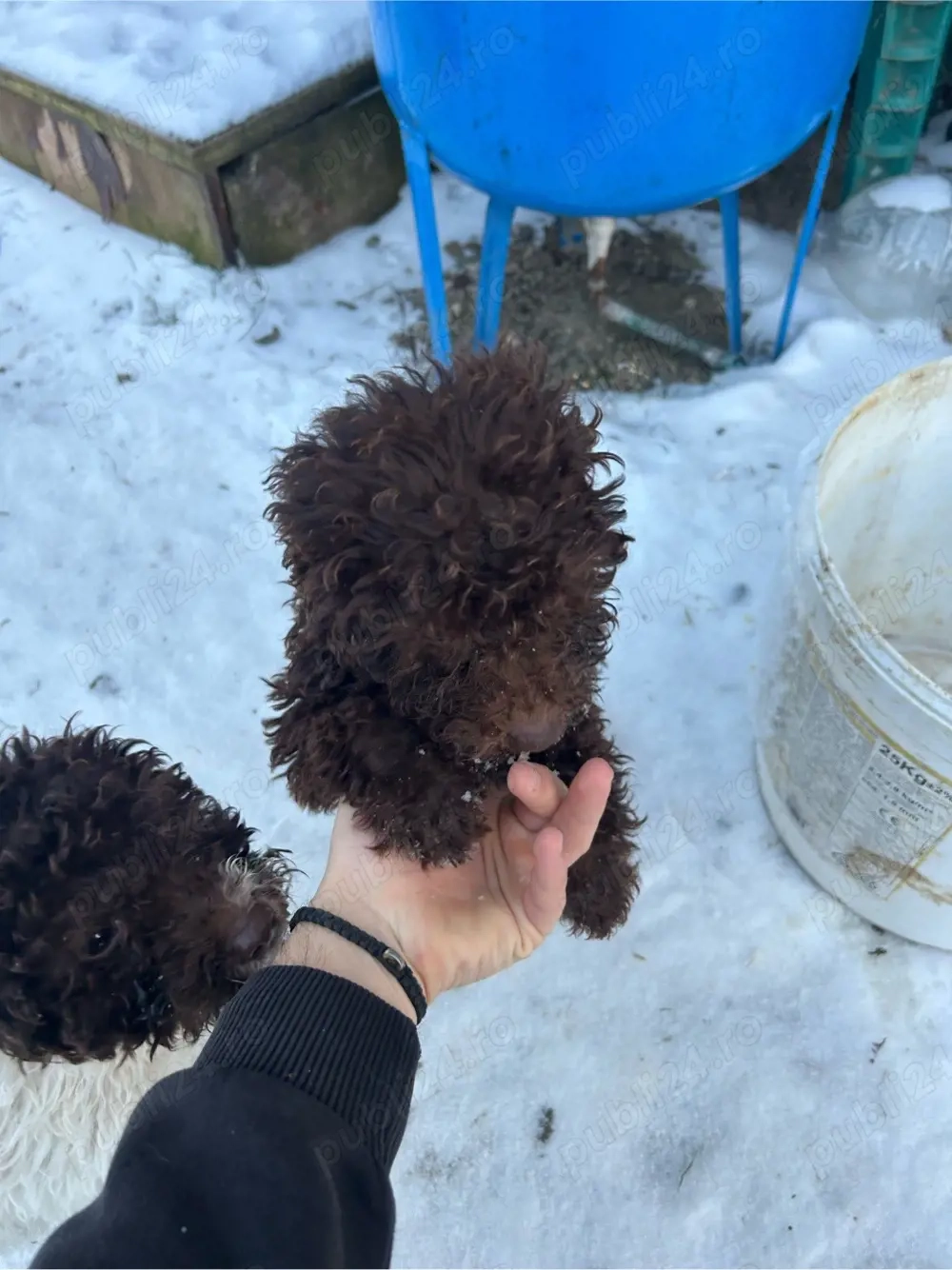 Vand pui de lagotto romagnolo 