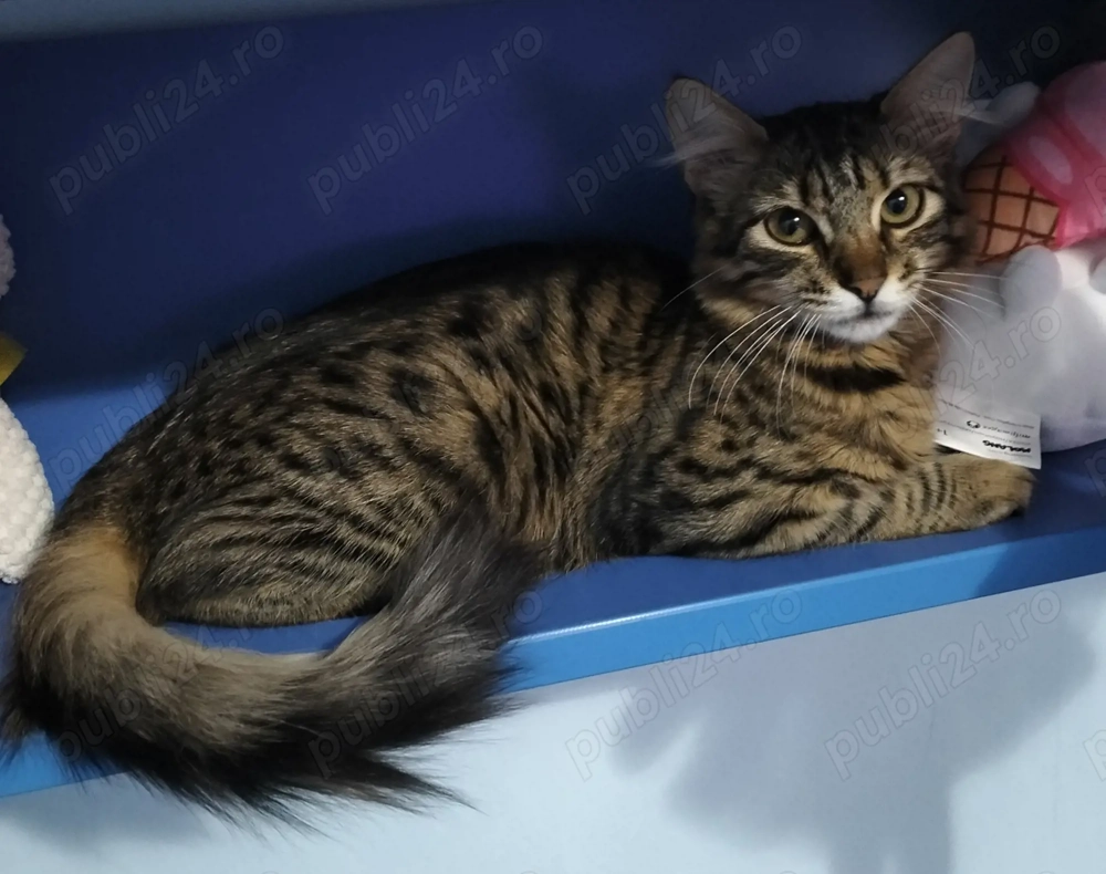 Norvegiană de Pădure 