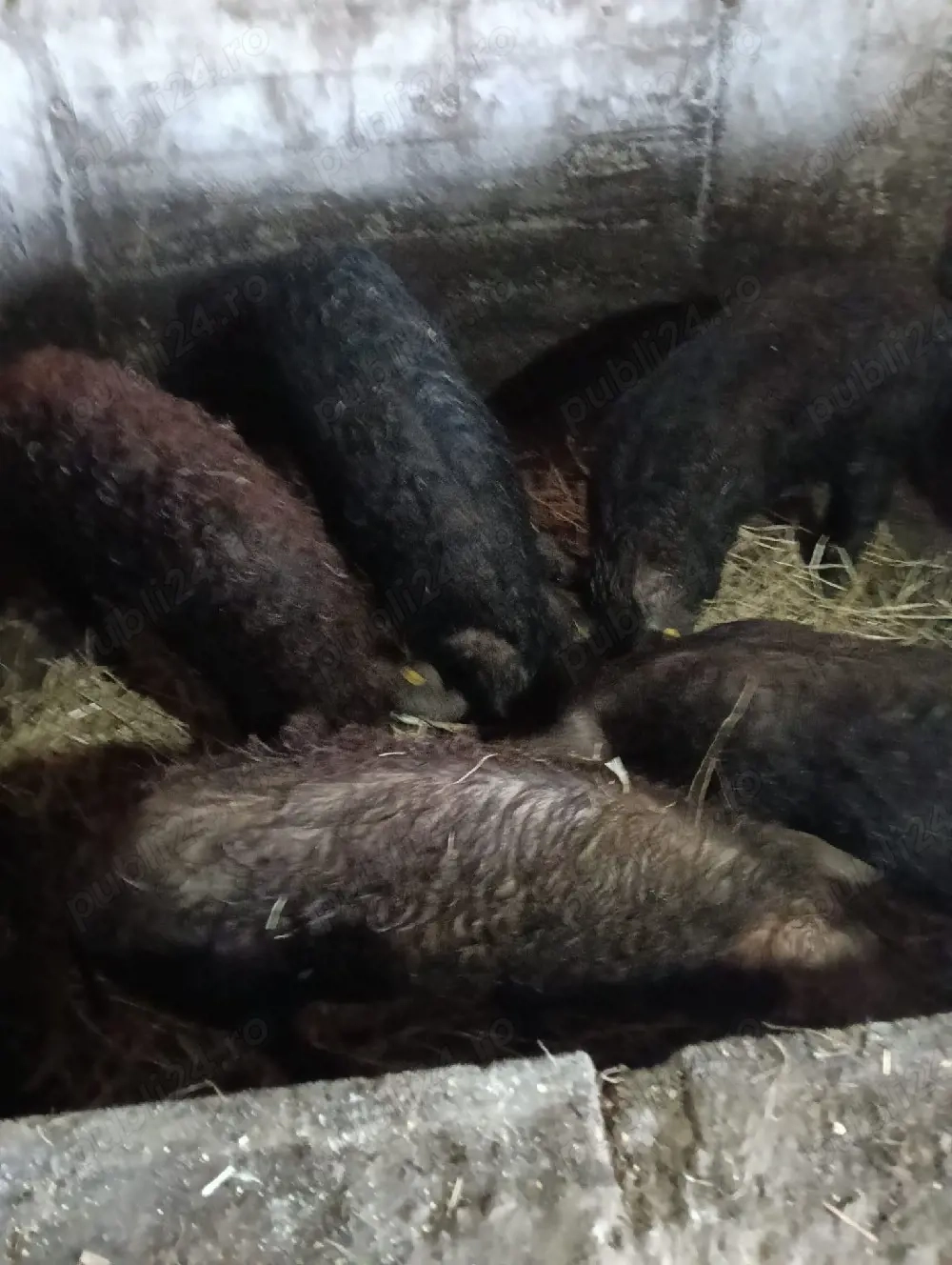 Vand vier rasa managalita, duroc, marele alb, pietran