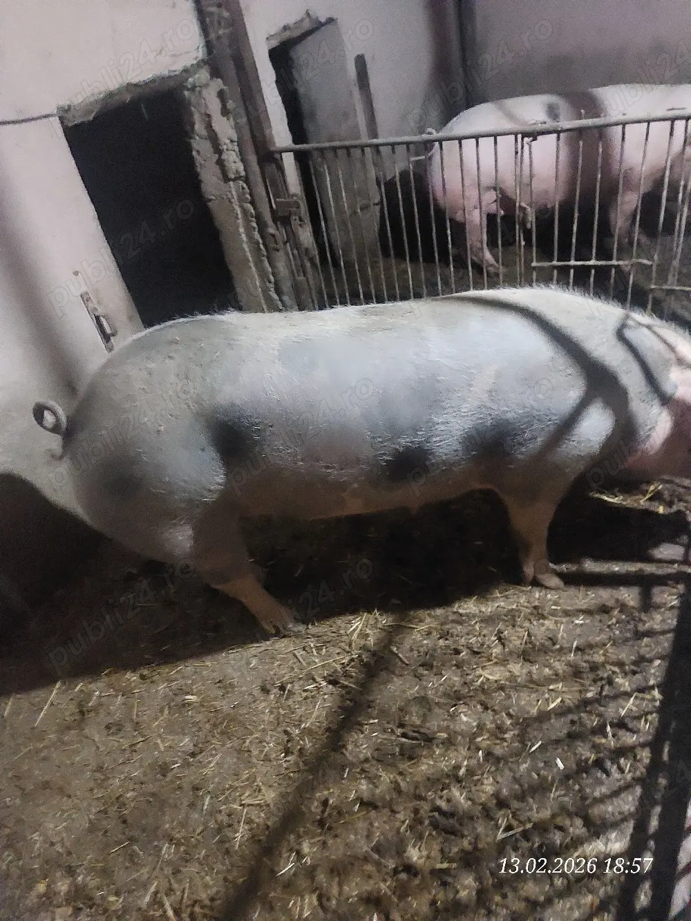 Scroafa pentru sacrificat 