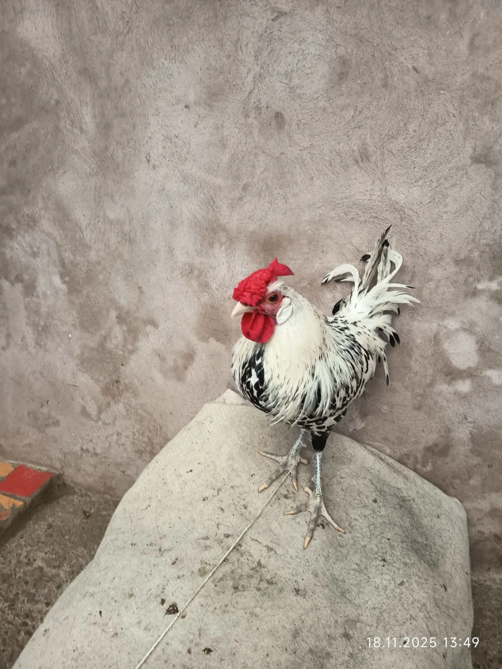 Cocos de Hamburg.Schimb troc