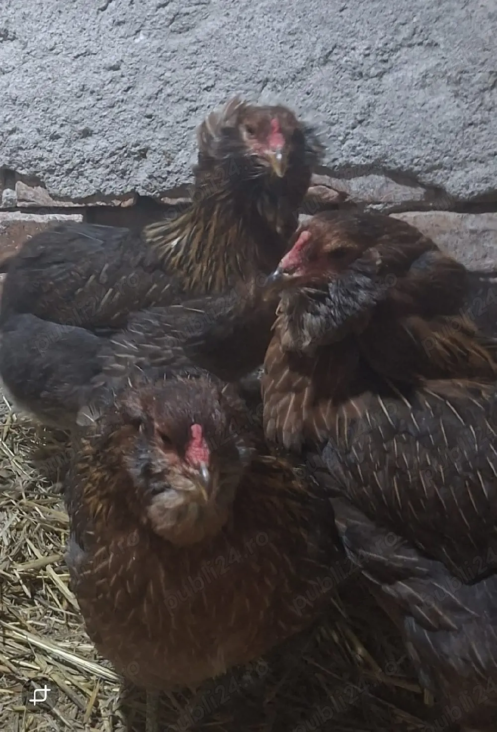 Familie gaini Araucana 2025
