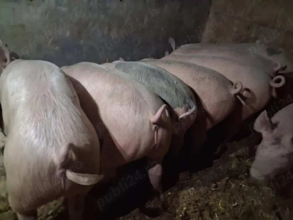 vând soldani Rasa Marele Alb, medie 50 kg (masculi castrați)