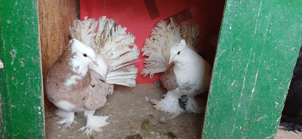 Porumbei ornament , Voltati indieni,  voltati normali,  voiajori , jucători si satineti .