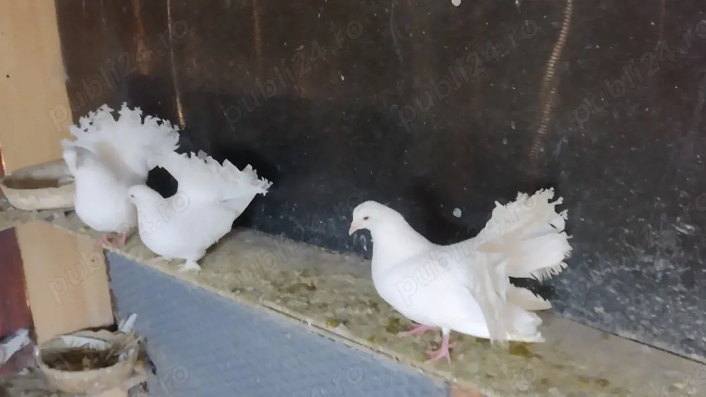 Înfoiați  jucatori bimotati 