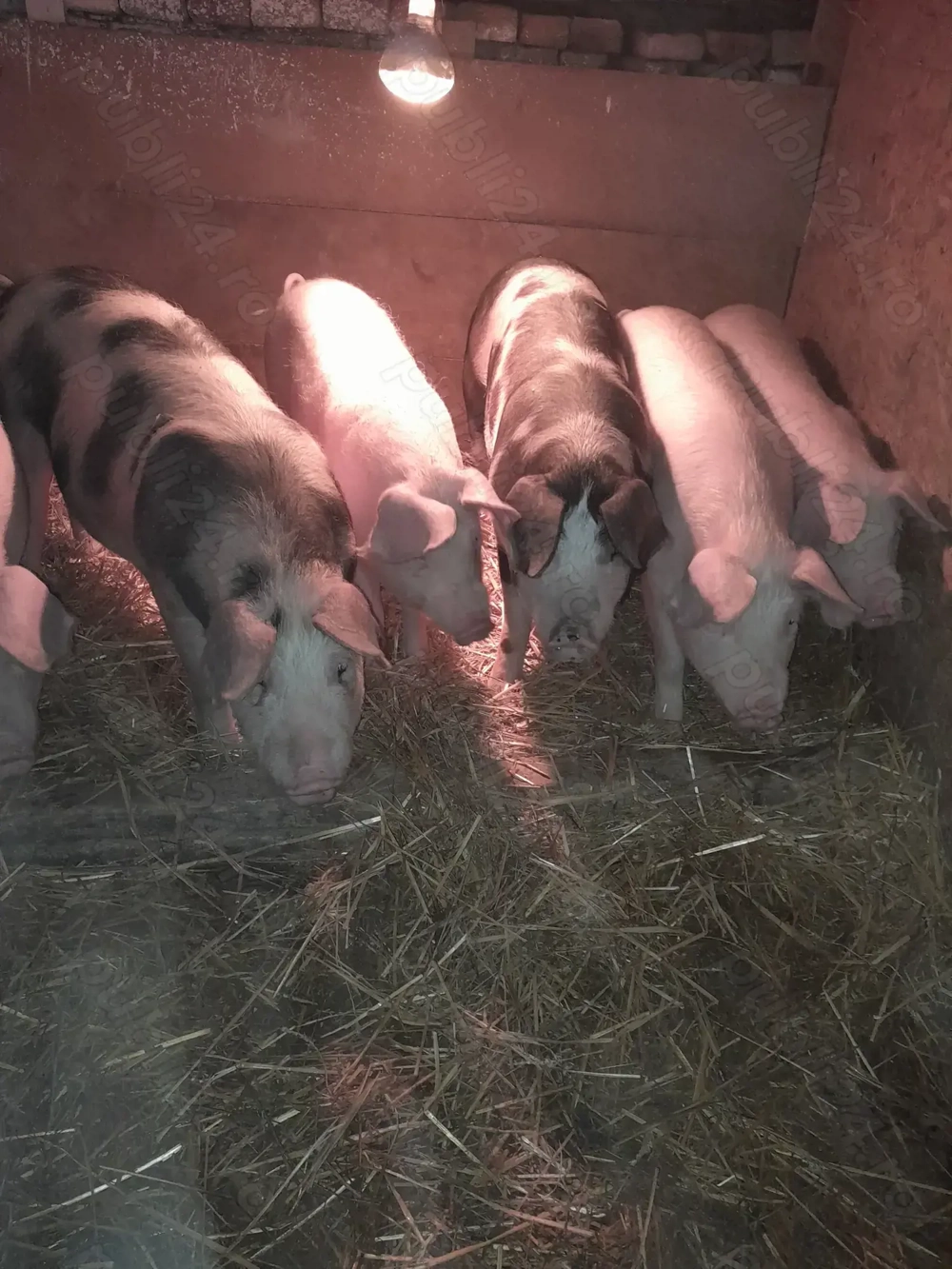 Vand soldani 60 - 80 kg