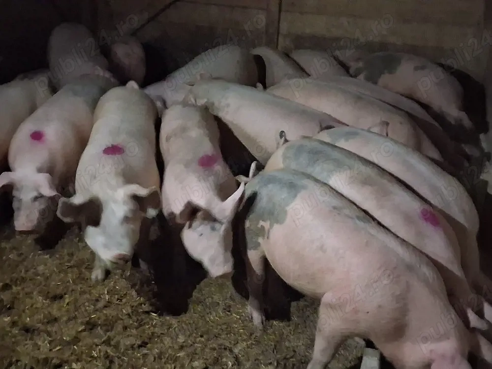 vând soldani 70-80 kg (masculi castrați)