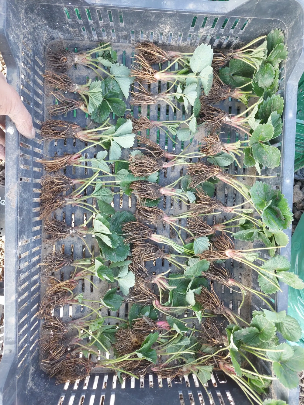 Stoloni căpșuni- Asia