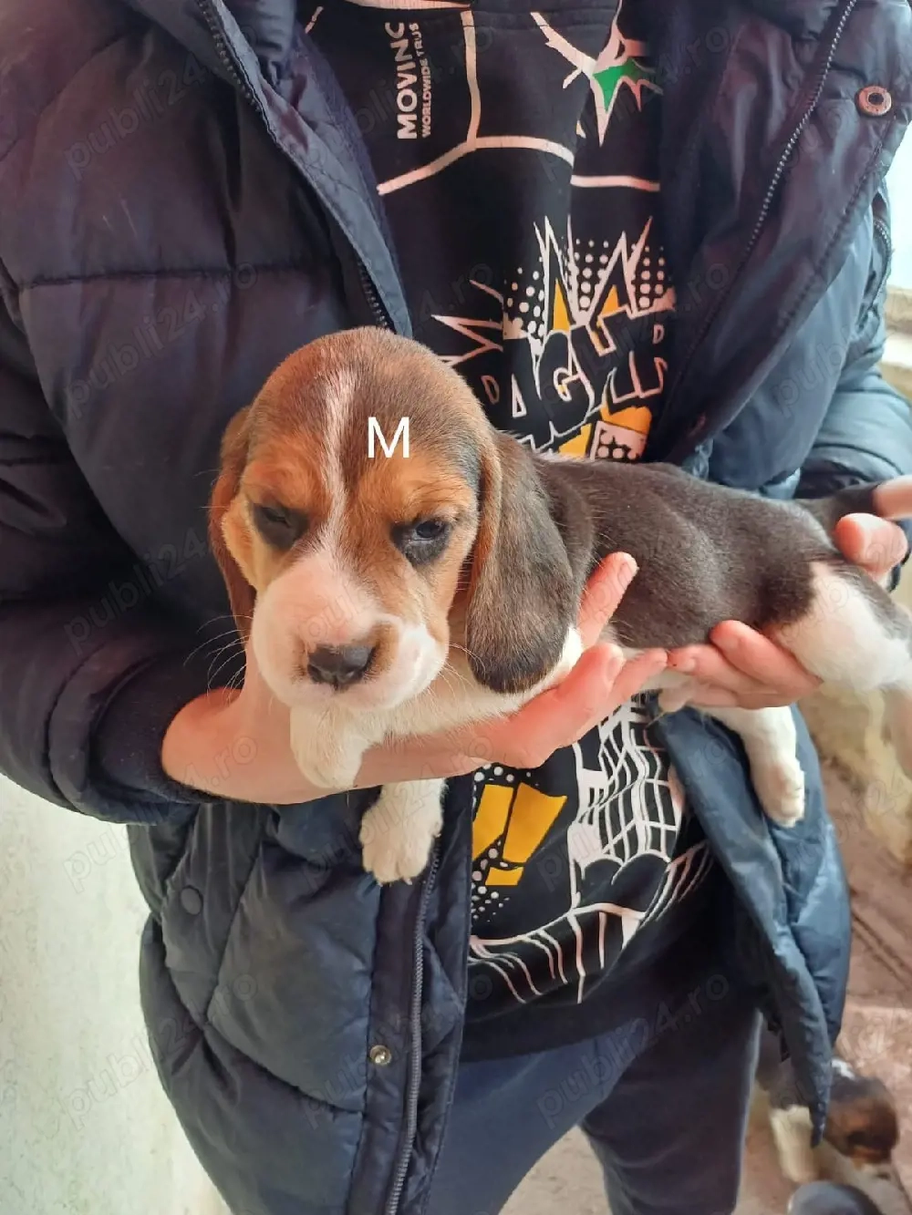 Catelusi beagle tricolor