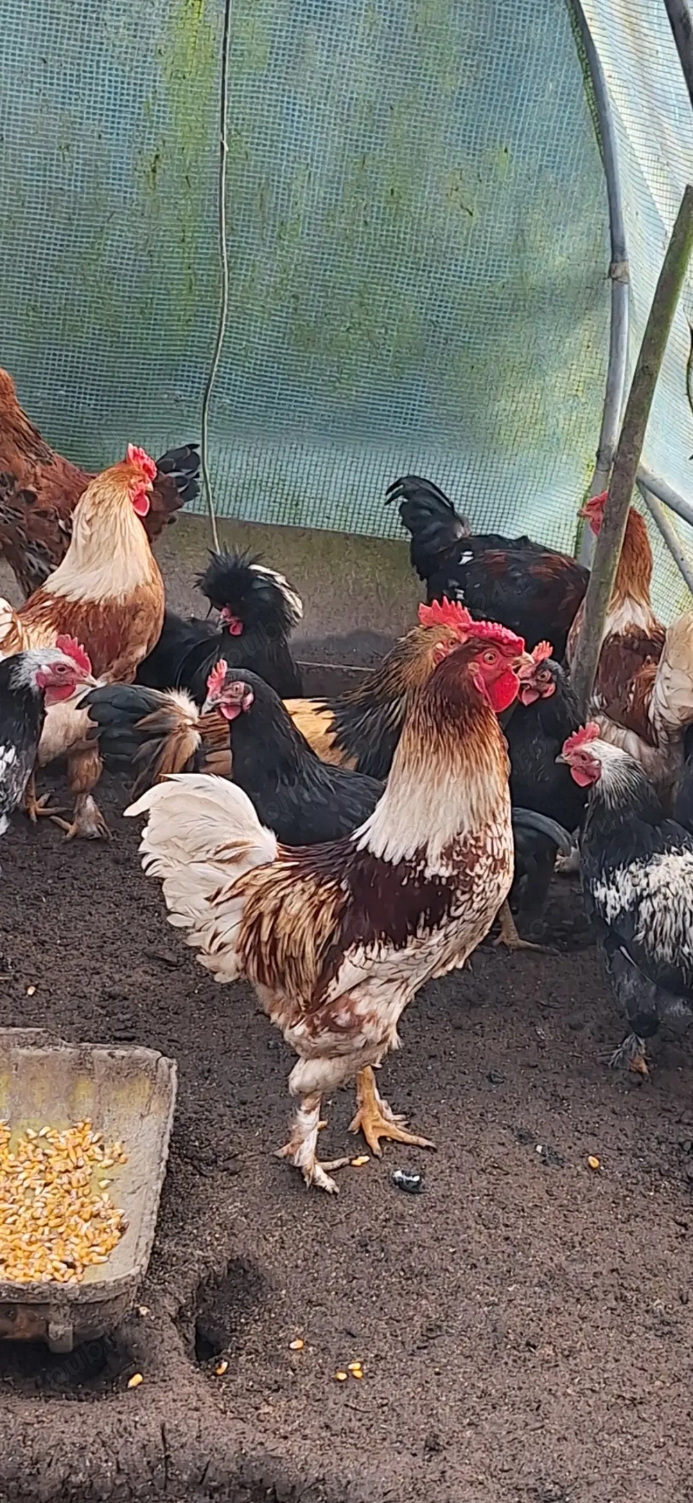 Vând cocoși și puicuțe de casă! 