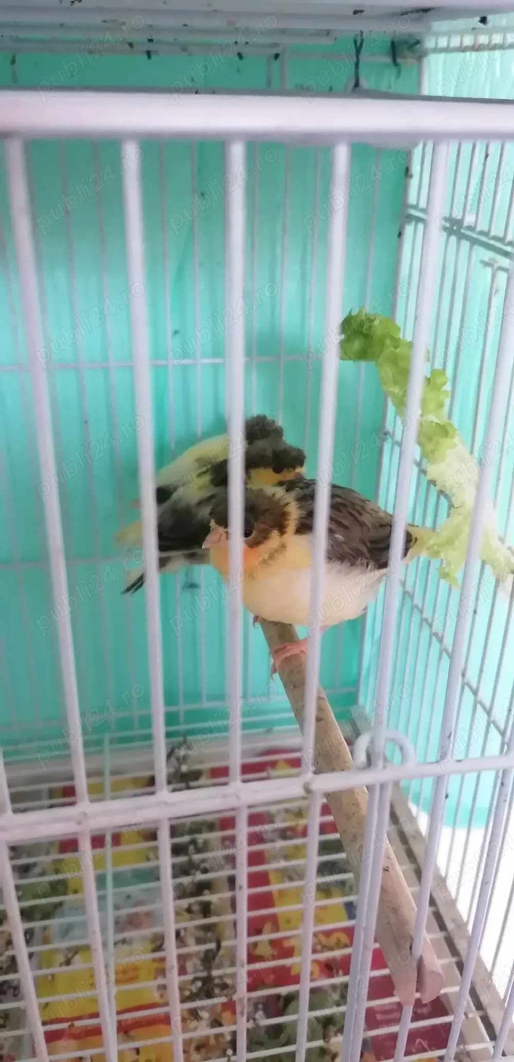 Vând canari pui și maturi 