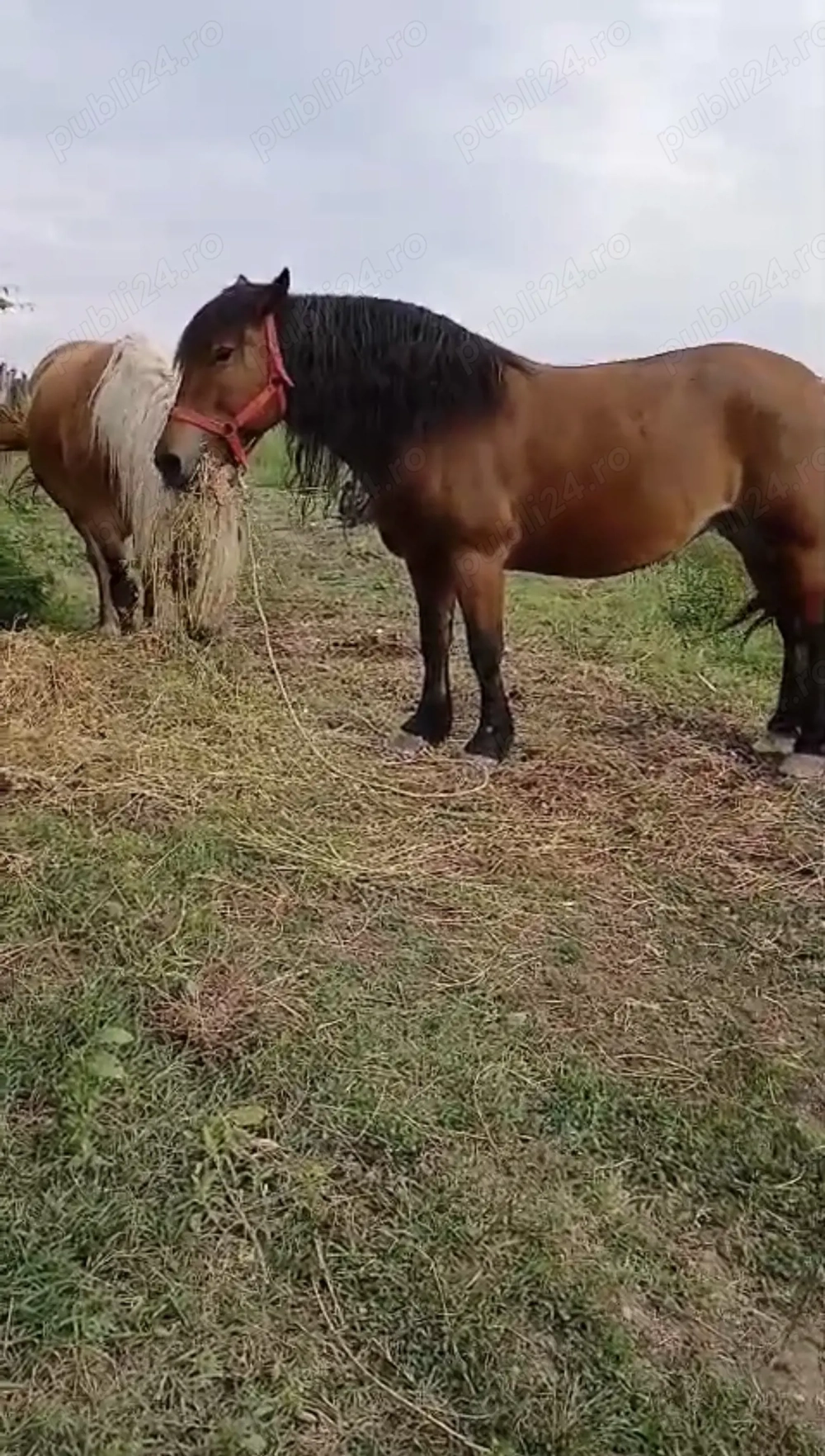 Iapă gestantă cu mânza 