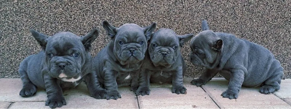 Bulldog francez baieti si fetite 