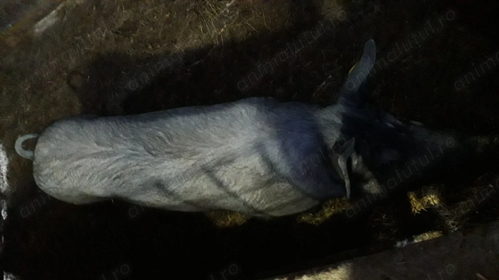 Vand 4 scroafe si un vier