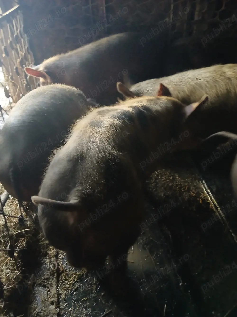 De vanzare vier petrean  