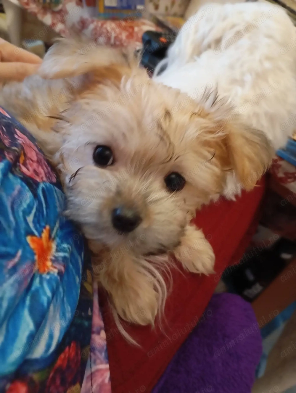 Vand catel crem-auriu