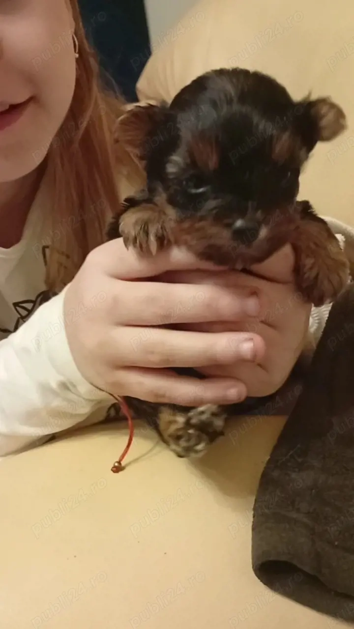 Baietel si fetita  yorkshier terrier mini toy