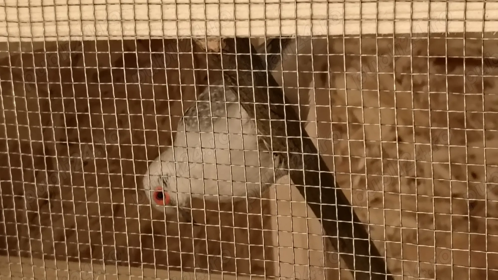 Turturică diamant femela 