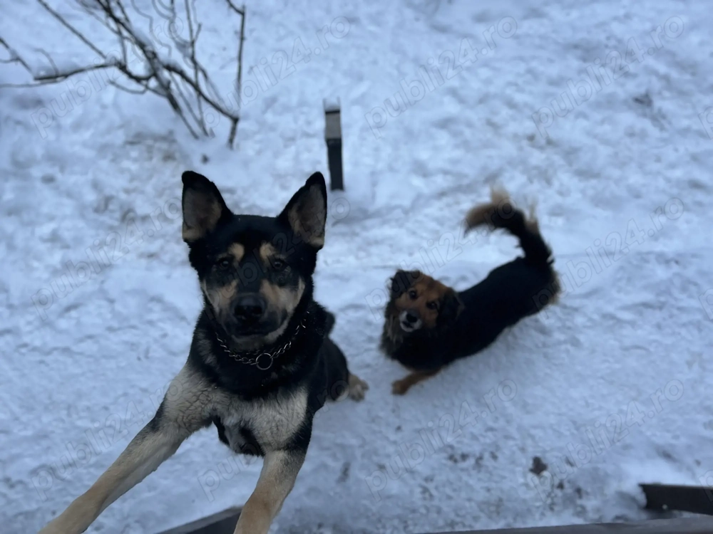 Angajez persoana menaj intern, pana in 40 de ani.