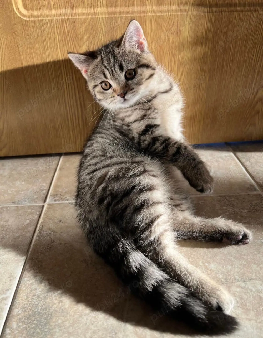 british shorthair brown