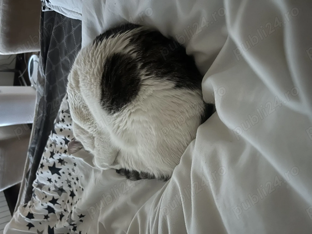 Angajez menajera interna pentru activități casnice