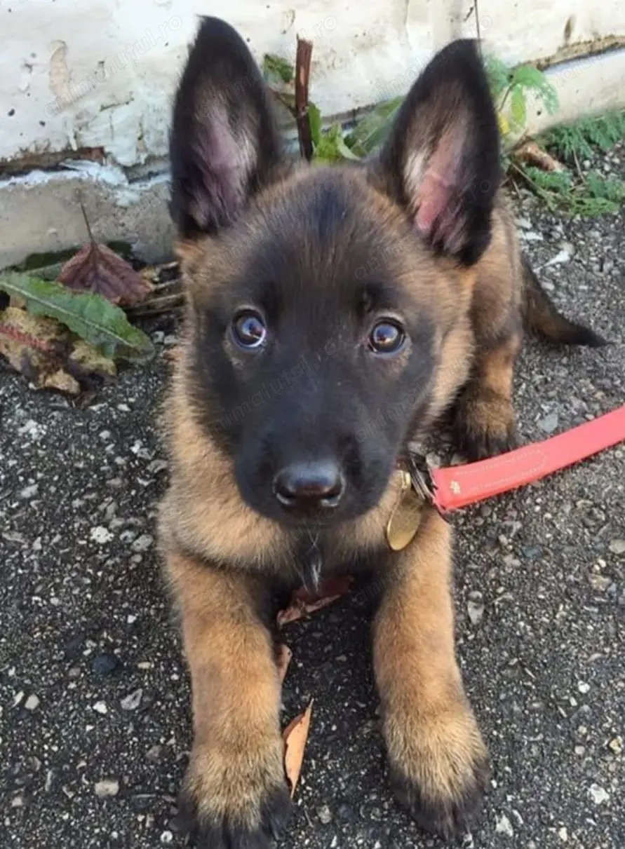 Ciobanesc belgian malinois 500 lei