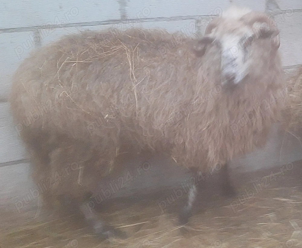 Capră și oaie de vânzare